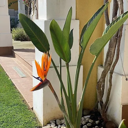 Lux Tavira Homes - Birds Of Paradise Luz de Tavira