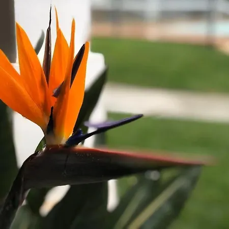 Lux Tavira Homes - Birds Of Paradise Luz de Tavira